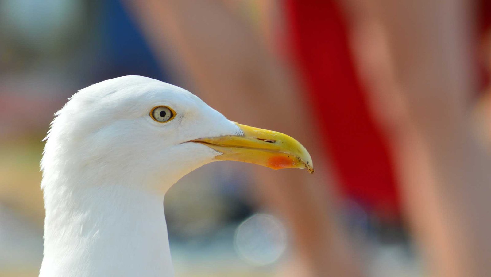 Beach Seagull