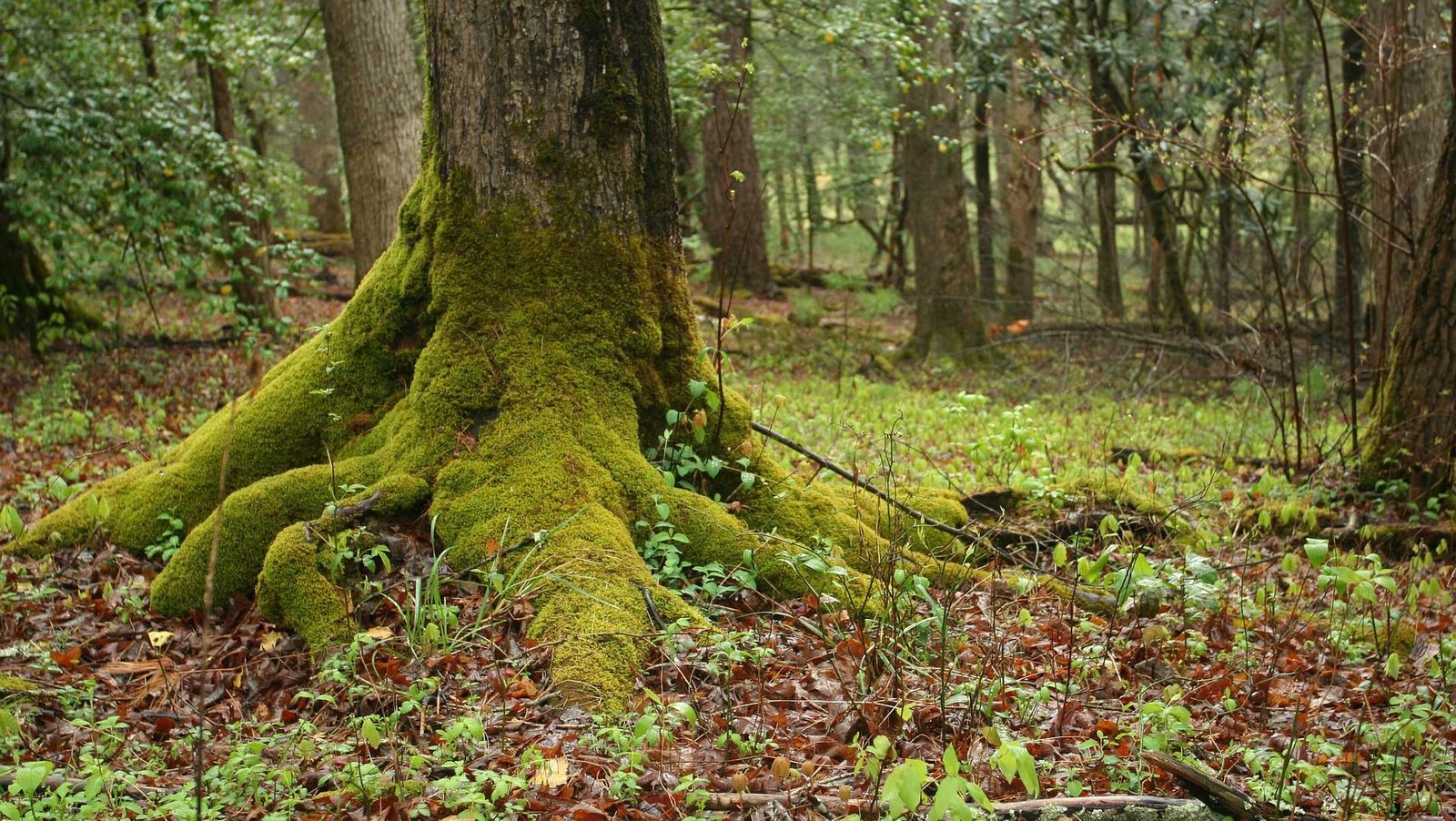 Columbia River Gorge Waterfall