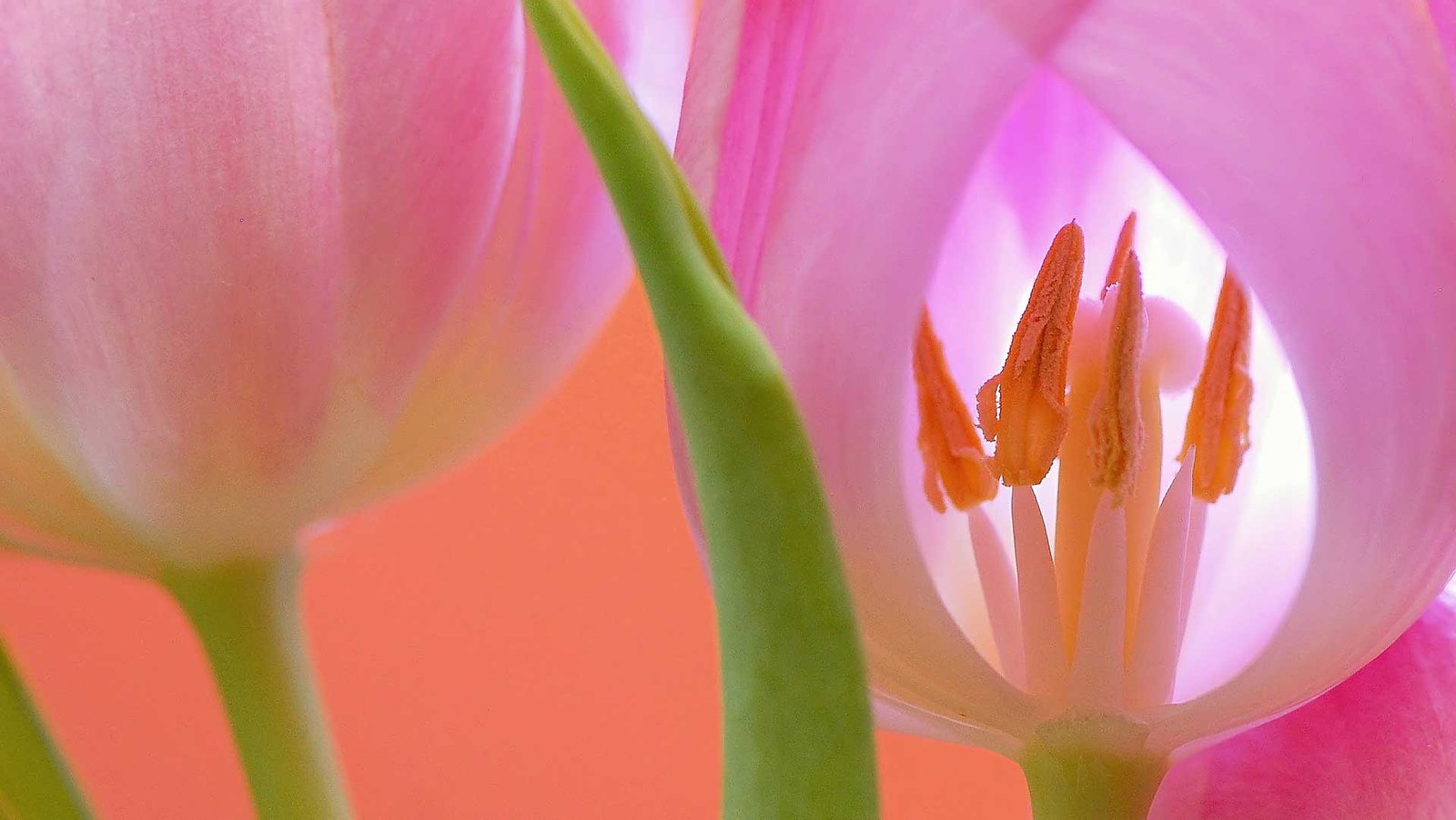 Bright Orange Tulip Close Up