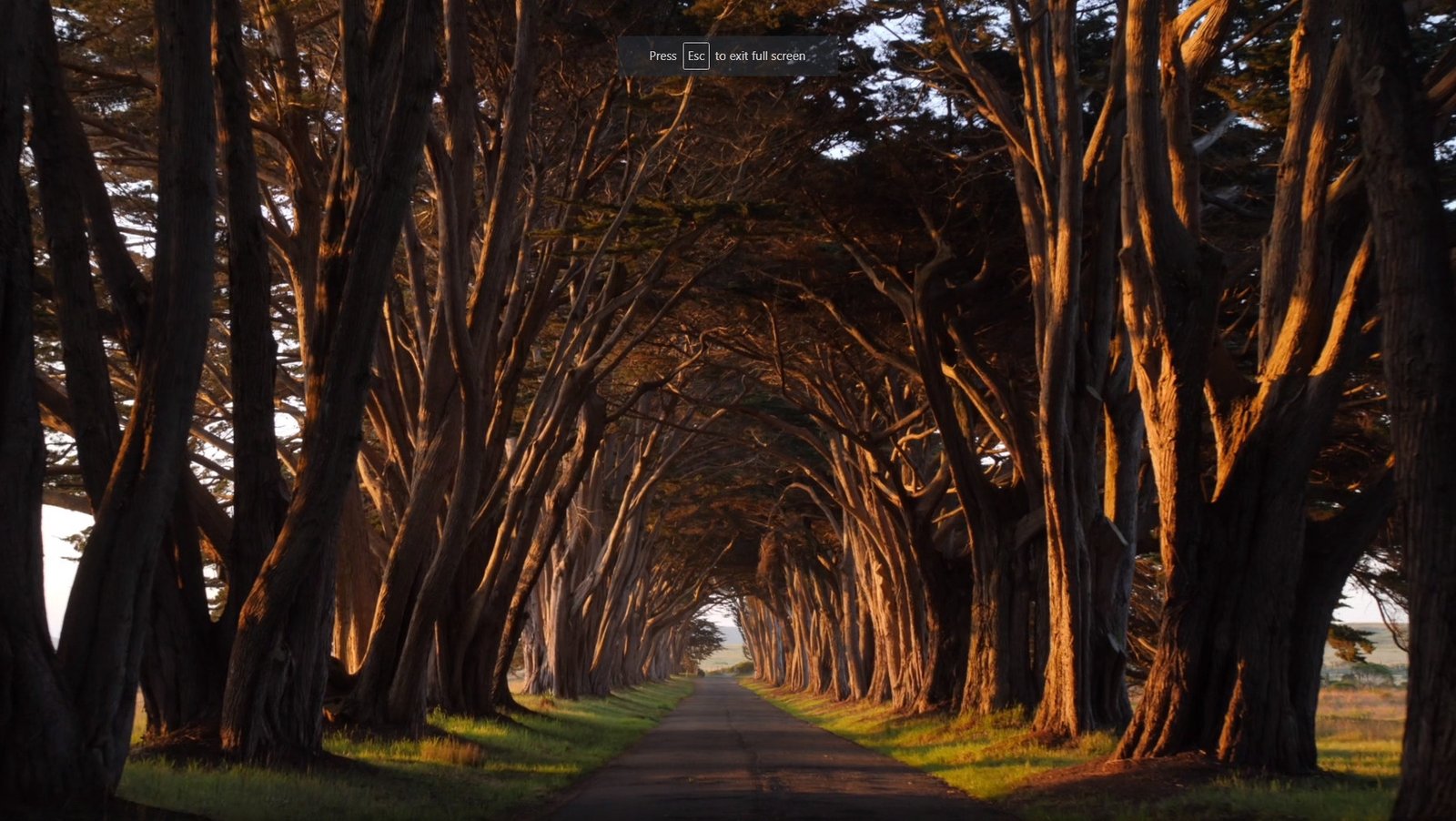Point Reyes Cypress Tree