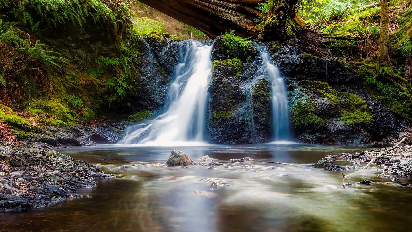 Walk Through Fern Canyon