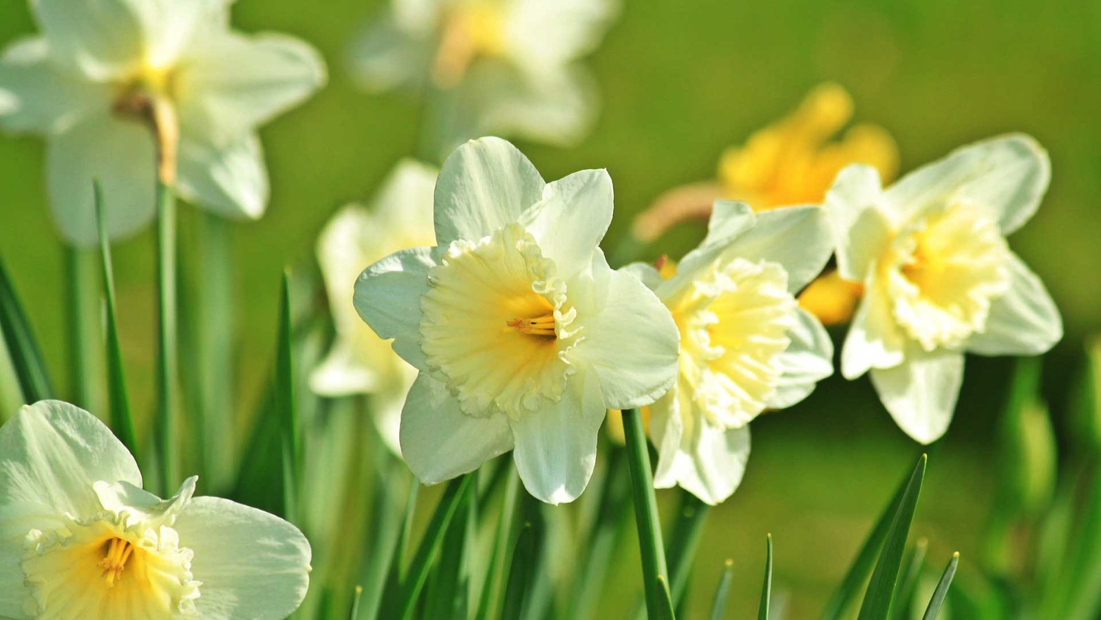 White Daffodils Spring